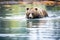 bear crossing shallow river, ripples around