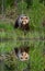 She-bear with a cub bear walks along the edge of a forest lake with a stunning reflection.