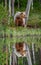She-bear with a cub bear walks along the edge of a forest lake with a stunning reflection.