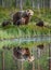 She-bear with a cub bear walks along the edge of a forest lake with a stunning reflection.