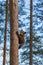 Bear cub climbed a tree. Summer.