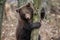 Bear cub clings to the side of the tree