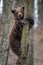 Bear cub clings to the side of the tree