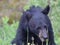 Bear cub eating dandelions near Banff, Alberta