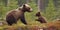 A bear cub joyously pounces on its mother, their playful wrestling a delightful sight in the wilderness, concept of