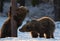 Bear Cub licking Tree. Cubs of Brown Bear in winter Forest  in sunset light.