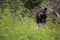 bear cub with plant in mouth