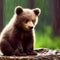 A bear cub in the rain