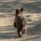 Bear Cub Runs Down Dusty Trail