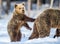 She-Bear and Cub on the snow. Bear cub standing on his hind legs. Brown bears  in the winter forest. Natural habitat. Scientific