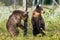 Bear Cub stands on its hind legs. Brown bear cubs in summer forest. Scientific name: Ursus Arctos. Green natural background.