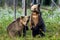 Bear Cub stands on its hind legs. Brown bear cubs in summer forest. Scientific name: Ursus Arctos. Green natural background.