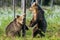 Bear Cub stands on its hind legs. Brown bear cubs in summer forest. Scientific name: Ursus Arctos. Green natural background.