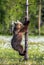 Bear cub on the swamp in the summer forest, among white flowers. Bear Cub climbing on the tree.   Scientific name: Ursus arctos.