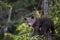 Bear cub in the tree