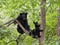 Bear Cub Twins with Mom in a Tree