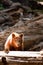 Bear cub in Yosemite