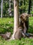 She-Bear and Cubs. Brown bear.