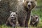 She-Bear and Cubs. Brown bear.