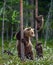 She-bear and cubs. Brown bear cubs climbs a tree.