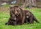 She-bear with cubs in a forest glade. White Nights.