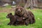 She-bear with cubs in a forest glade. White Nights.