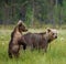 She-bear with cubs in a forest glade. White Nights.