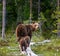 She-bear with cubs goes into the woods along a wooden walkway.