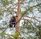 Bear-cubs have climbed on a Pine tree.