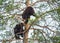 Bear-cubs have climbed on a Pine tree.