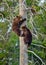 Bear-cubs having scented danger, have climbed on a Pine tree.