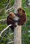 Bear-cubs having scented danger, have climbed on a Pine tree.