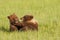 Bear Cubs Playing