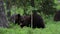 Bear cubs playing in the forest