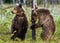 Bear Cubs stands on its hind legs. Brown bear cubs in summer forest. Scientific name: Ursus Arctos. Green natural background.