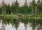 She-bear with cubs walks along the edge of a forest lake with a stunning reflection with the moon in the background.