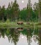 She-bear with cubs walks along the edge of a forest lake with a stunning reflection with the moon in the background. 