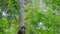 bear cuscus in wild natural habitat