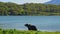 Bear is Dangerous wild animals walks along azure lake bank