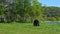 Bear is Dangerous wild animals walks along meadow in reserve