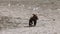 Bear eating salmon. Grizzly bear foraging in fall fishing for salmon in spawning area of river. Brown Bear walking in