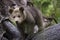 Bear on fallen tree looking at camera