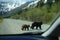 Bear family crossing the road as seen from inside of a stopped vehicle