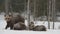 Bear family in the snowfall. She-Bear and bear cubs on the snow. Blizzard in the winter forest. Natural habitat. Brown Bear,