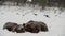 Bear family in the snowfall. She-Bear and bear cubs on the snow. Blizzard in the winter forest. Natural habitat. Brown Bear,