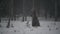 Bear family in the winter forest. She-Bear and bear cub on the snow. Brown bear. Scientific name: Ursus Arctos Arctos