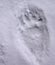 Bear footprint