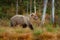 Bear in the forest. Beautiful big brown bear walking around lake with autumn colours. Dangerous animal in nature forest and meadow