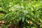 Bear garlic Allium ursinum
