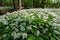 Bear garlic in a bloom